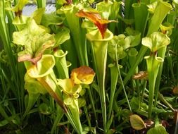 fresh carnivorous plants