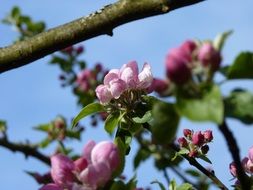 apple tree blossoming in spring