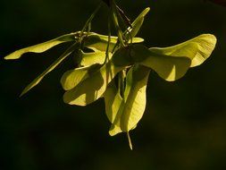 needles of the leaf maple