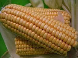tasty corn on the cob sweet