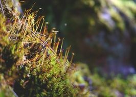 moss in fairy tale forest