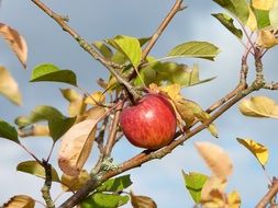 red apple, autumn harvest