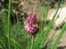 closed onion leek flower