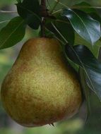 green juicy pear on a branch close up