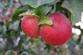 red apples on tree branches