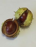 chestnuts in prickly shell