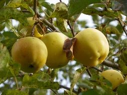 ripe yellow apples on branch