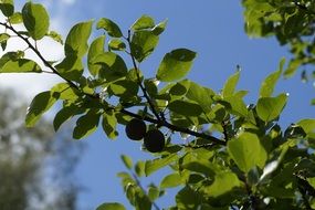 yellow plums tree on the road