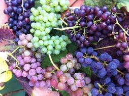 colorful ripe grapes