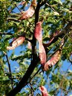 Honey Locust on pods with seeds