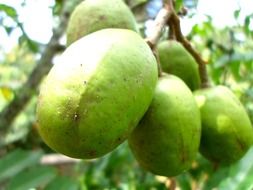 ambarella fruit