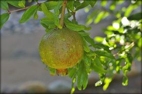 tasty and fresh pomegranate