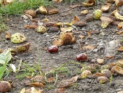 shiny chestnuts on the ground