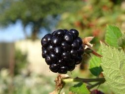 orchard blackberry