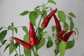 tasty and fresh red chili