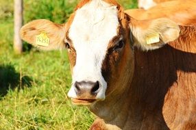 brown cow