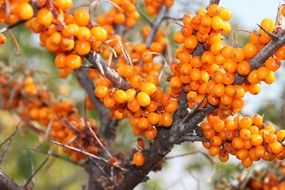 ripe buckthorn fruits on tree