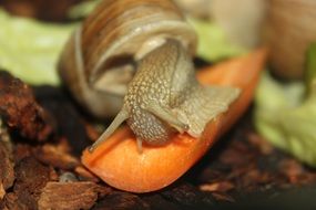 snail eats carrot in zoo