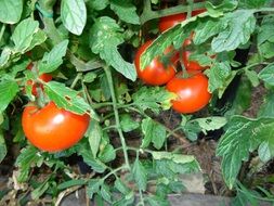 ripe tomatoes on a branch