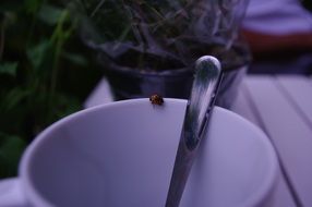 ladybug on purple cup outdoor