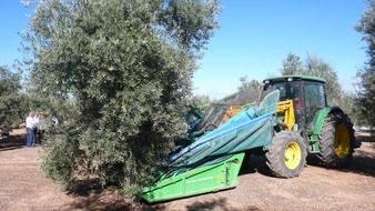 mechanical harvesting of olive crops