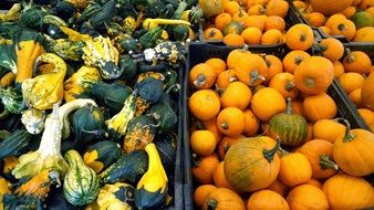 green and orange pumpkins