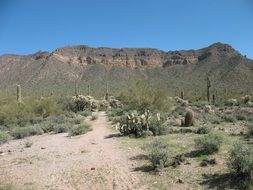 desert cacti