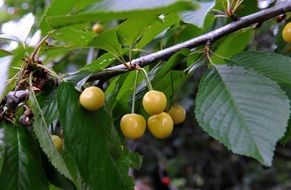 yellow cherry fruit