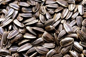 black sunflower seeds