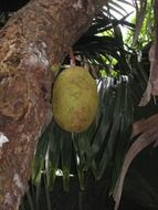 photo of the jack fruit tree