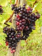 black vines fruit