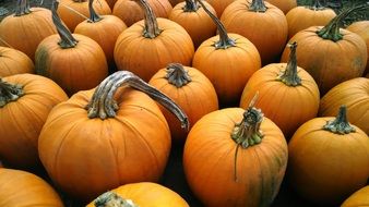 harvested pumpkins in October