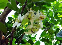 grapefruit flowers in a subtropical garden in India