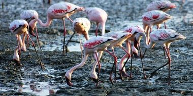flamingo in the mud close-up