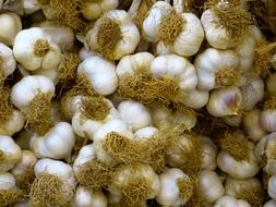 fresh white garlic