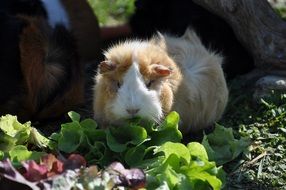 guinea pig with salad