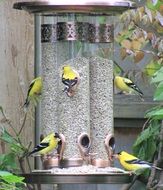 golden finch bird are eating