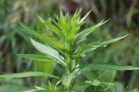 nature green leaves