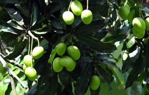 mango on a tree close up