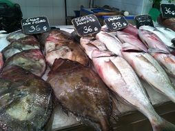 seafood in the market