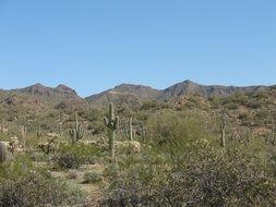 cacti in wilderness on a sunny day