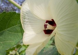 White okra flower