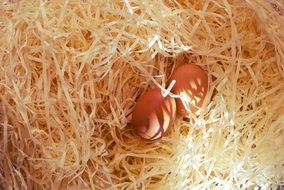 two brown eggs on straw