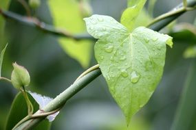 green branch under the rain close-up