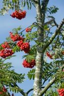 red tree berries on a clear sunny day