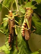 two giant grasshoppers on a green branch close-up