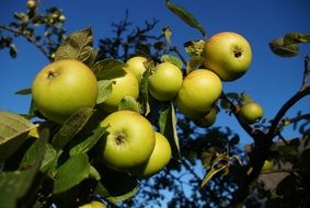 green apple garden