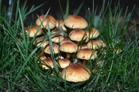 little mushrooms in the grass in the forest