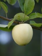 yellow apple on branch close-up on blurred background