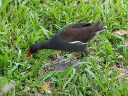 duck with a red beak on green grass